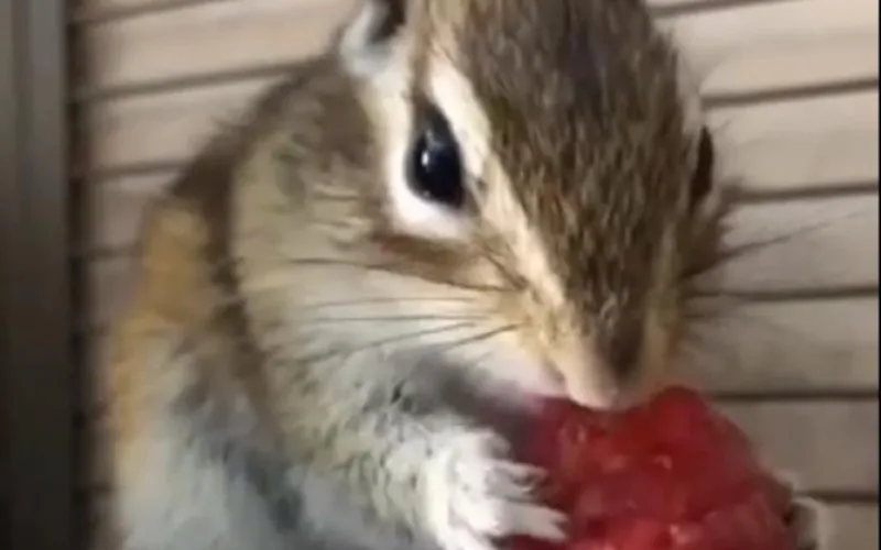 Барнаульский зоопарк поделился видео, на котором бурундук ест малину