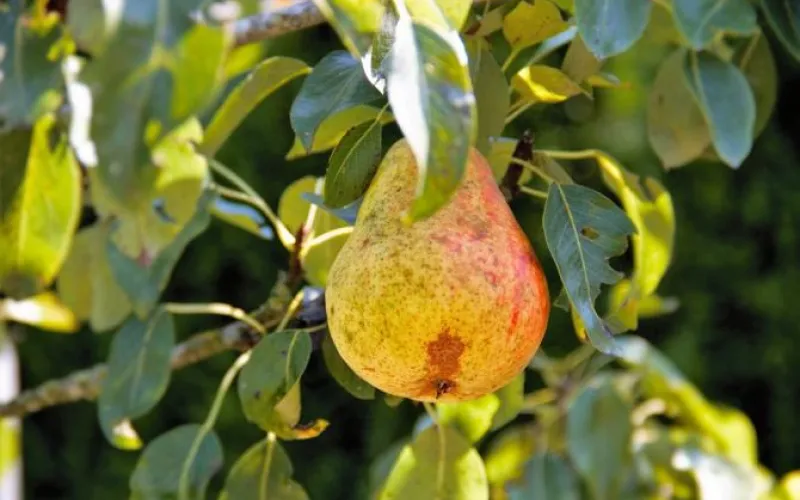 Садоводам-любителям расскажут, как выращивать жимолость, калину и грушу