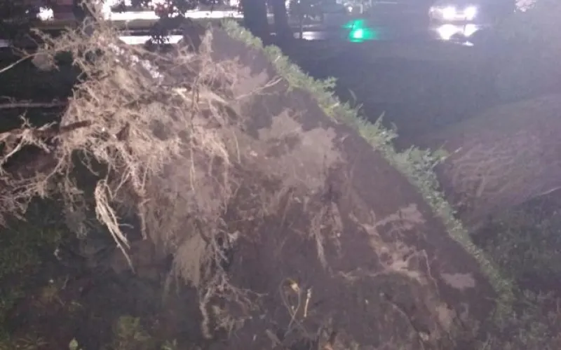 Ураган вырвал с корнем деревья в Барнауле 