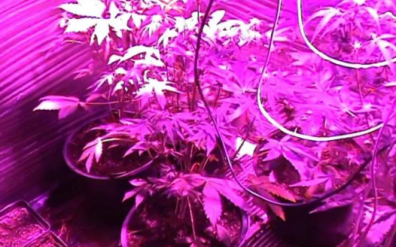 Бийчанин выращивал коноплю в гараже 