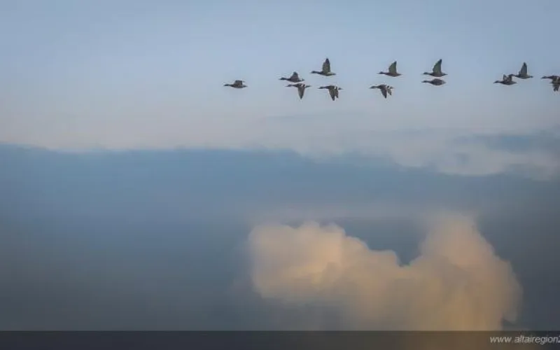 Жителям Алтайского края расскажут о мигрирующих птицах