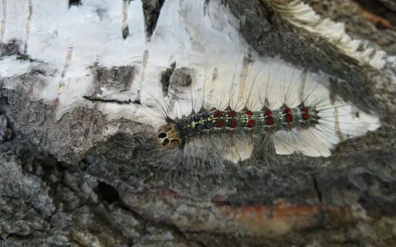 Рослесозащита проводит мероприятия по ликвидации очага распространения непарного шелкопряда