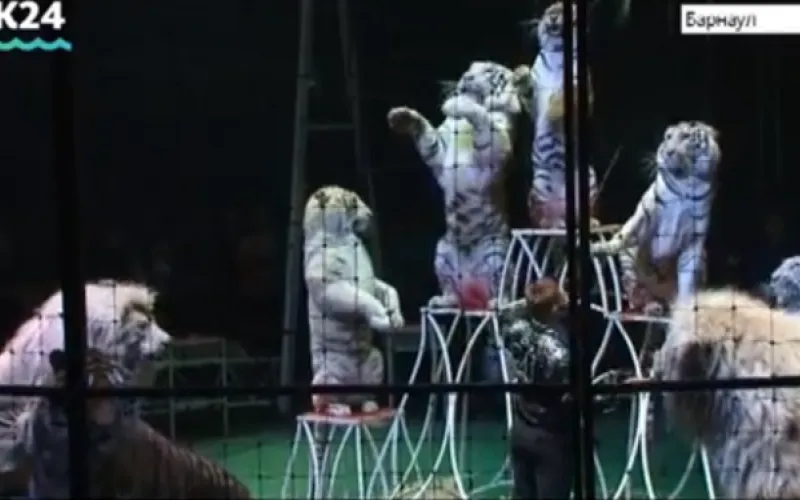Международный цирк Демидовых начал гастроли в Барнауле