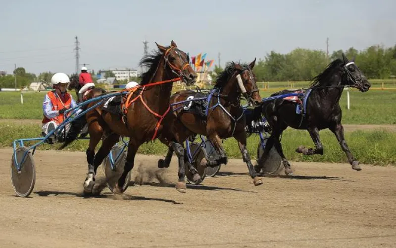 Розыгрыш главных наград для лошадей призовых пород пройдет на Барнаульском ипподроме 