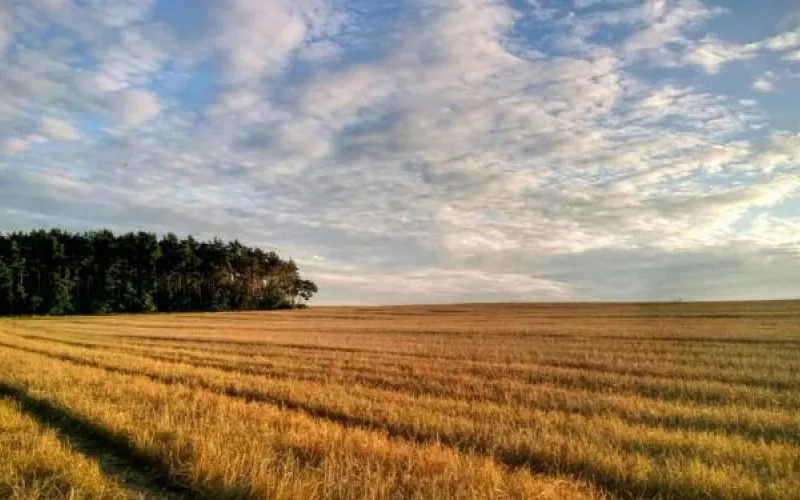 Стала известна программа «Дня сибирского поля-2018»