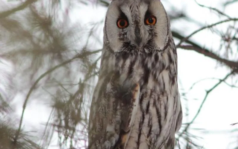 Ушастую сову заметили в Барнауле 