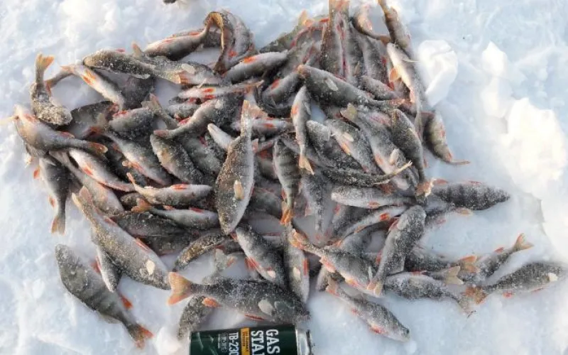 Ловись, рыбка большая и маленькая: как начали год алтайские рыболовы 