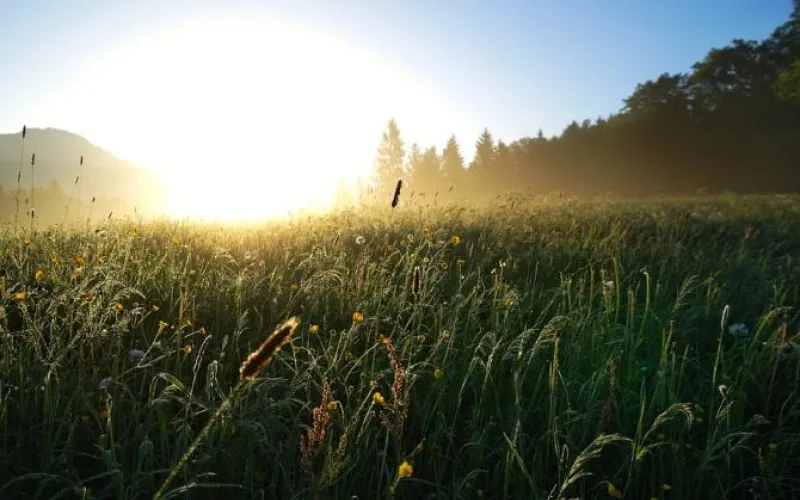 Две сильные волны тепла идут в Алтайский край