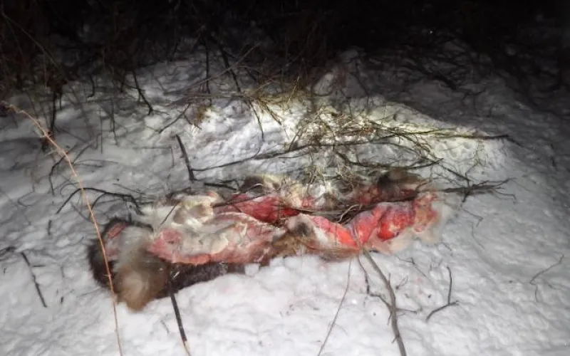 Алтайские полицейские задержали браконьера