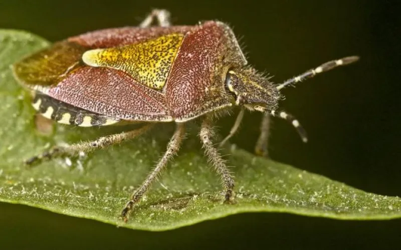 Алтайский Россельхознадзор предупреждает о появлении опасного клопа 