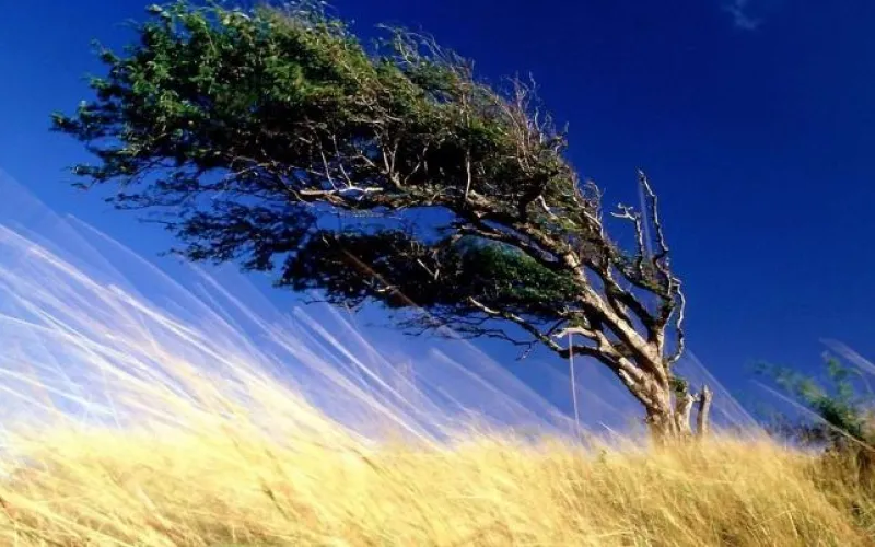 МЧС предупреждает о штормовом ветре в Алтайском крае