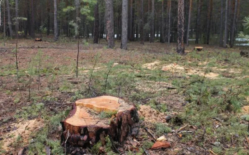 ОНФ и Рослесхоз: важно сохранить уникальные ленточные боры Алтайского края