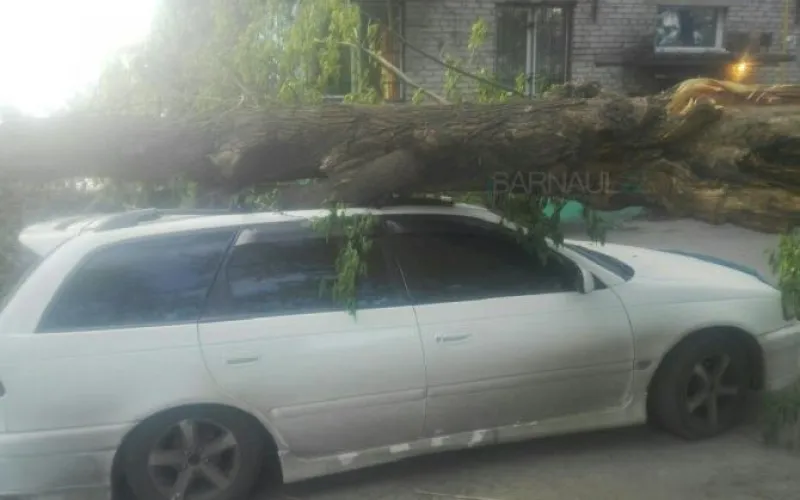 Ураган повалил деревья в Барнауле 