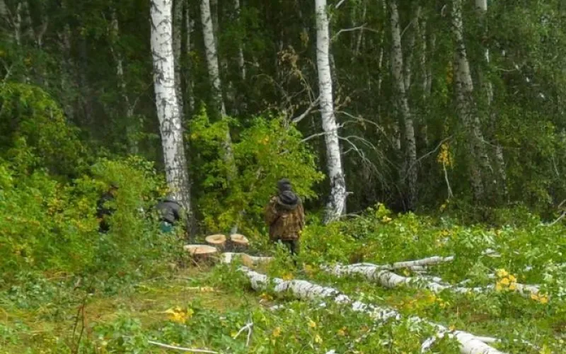 «Черные лесорубы» заплатят 3 млн рублей за незаконную рубку деревьев в Алтайском крае