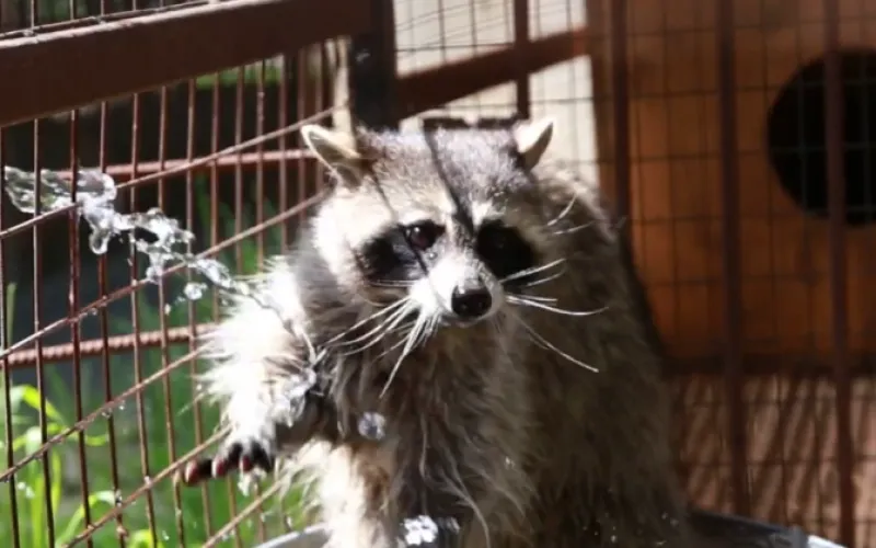 Барнаульский зоопарк поделился забавным видео с енотом