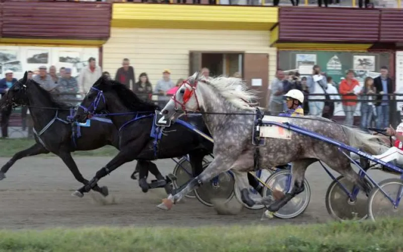 Заезды орловских рысаков пройдут на Барнаульском ипподроме