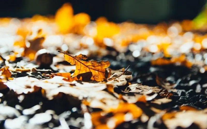 Без осадков, утром местами туман: о погоде в Алтайском крае 9 октября