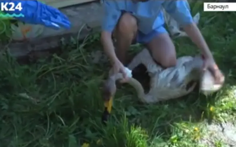 Волонтёры вернули в естественную среду обитания лебедей, попавших в масленичное пятно 