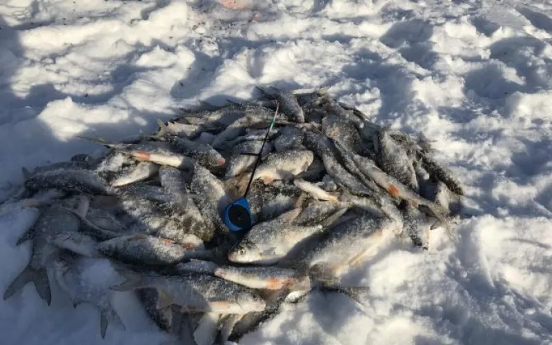 Места знать надо: подборка улова алтайских рыбаков