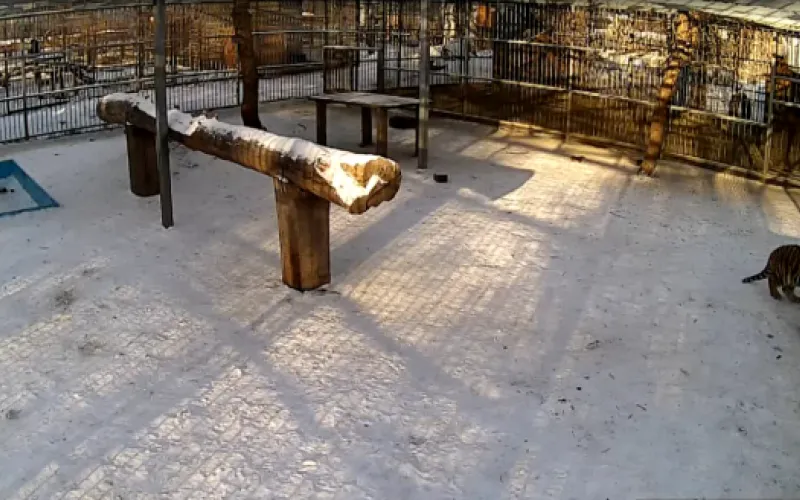 Веб-камеры К24: смотрим, как радуются новому году тигрята в барнаульском зоопарке 