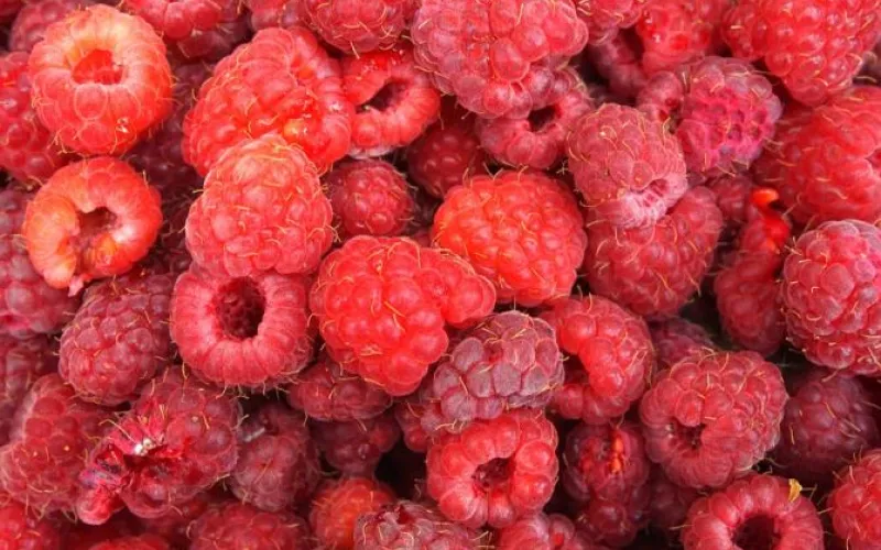 Садоводов-любителей научат секретам выращивания малины 