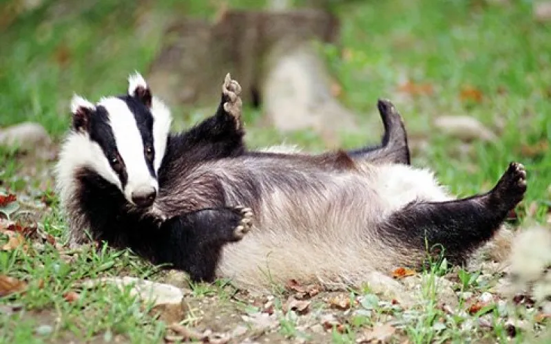 Барсукам из барнаульского зоопарка подарили новые игрушки