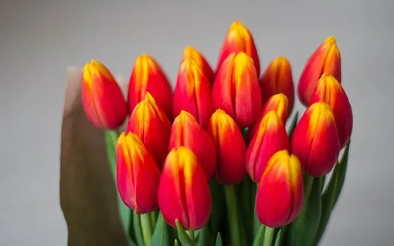 Рассказываем, сколько выходных будет в честь Международного женского дня