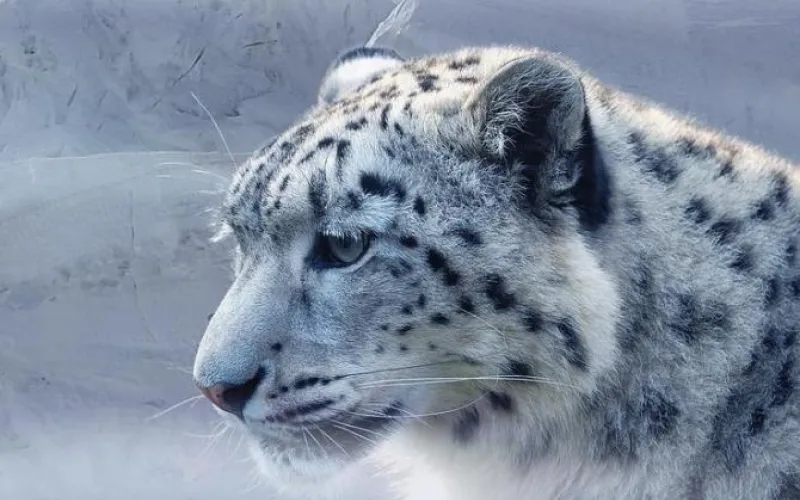 Скульптура снежного барса встретит гостей Республики Алтай