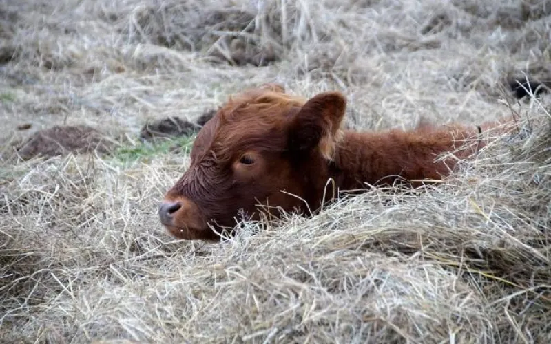 Кормов хватит всем: алтайские аграрии продают излишки фуража, сена и соломы