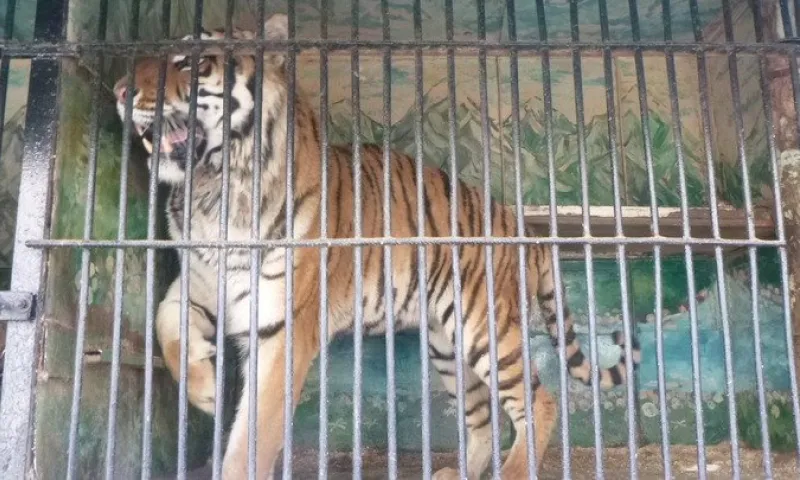 Экзотических животных пытались незаконно вывезти из Алтайского края