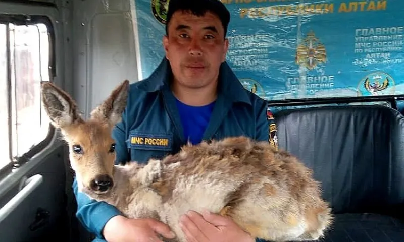 Алтайские пожарные спасли косулю от стаи собак