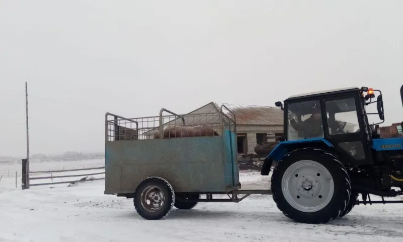 Спасённую в Краснощековском районе лошадь перевезли в Барнаул