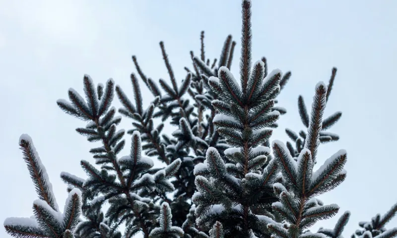 Семен и Анна: традиции и приметы на 16 февраля