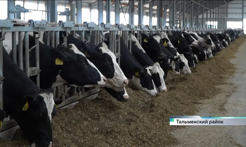 Животноводы Алтайского края всё чаще отказываются от летнего выпаса коров