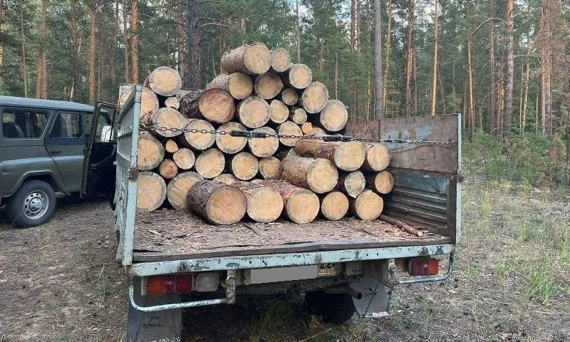 В Рубцовске полицейские поймали лесного вредителя