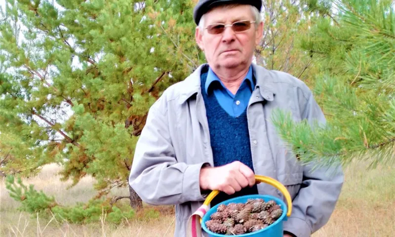 Больше тонны шишек собрал пенсионер в Алтайском крае