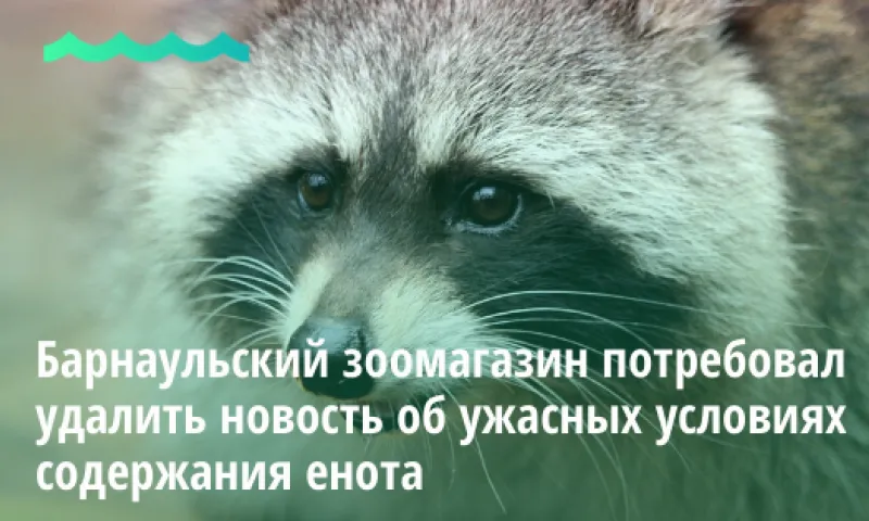 Барнаульский зоомагазин потребовал удалить новость об ужасных условиях содержания енота
