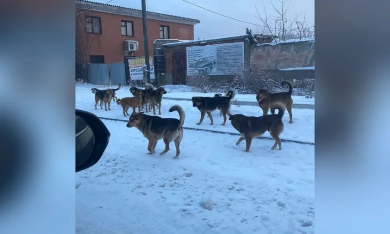 Жители алтайских городов жалуются на своры бездомных собак