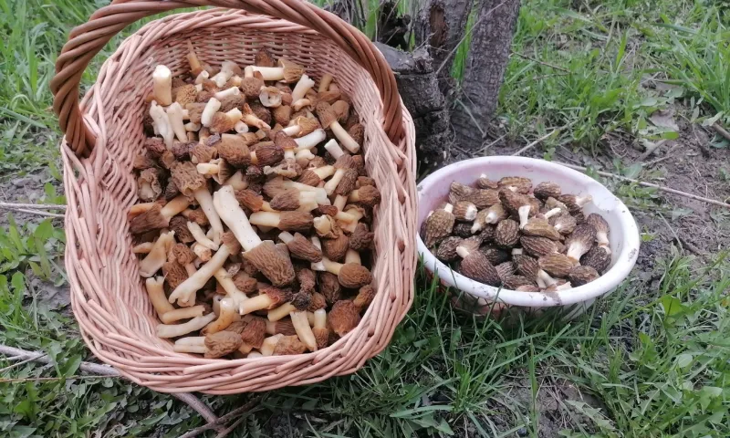 Богатый урожай сморчков собирают алтайские грибники
