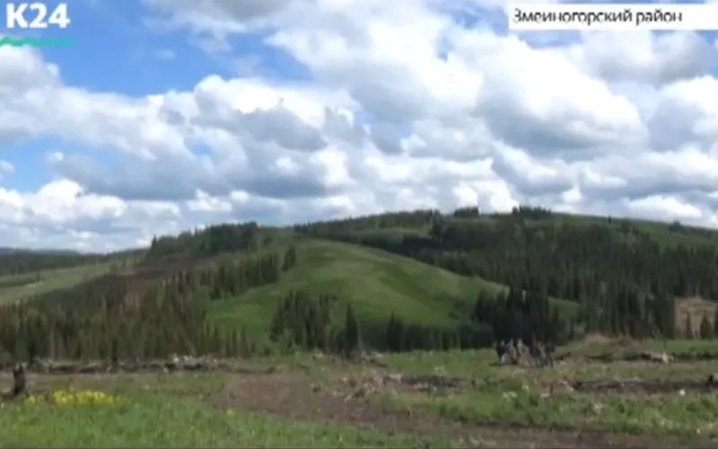 Опасный вредитель появился в лесах Алтайского края