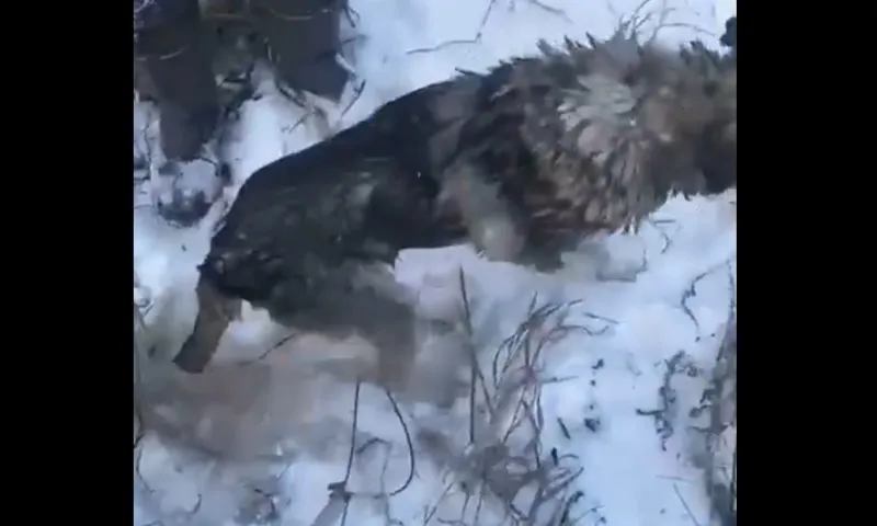 Замерзающую собаку спасли из колодца в Камне-на-Оби