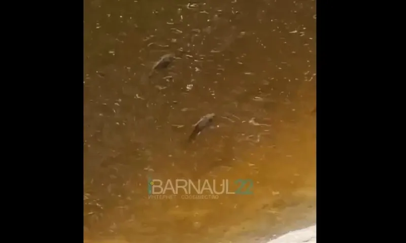 Пробы воды взяли из Барнаулки после сообщения о мертвой рыбе