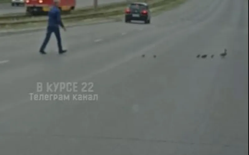 Барнаулец помог уткам перейти дорогу