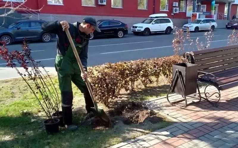 На улицах Барнаула высаживают более 800 деревьев 