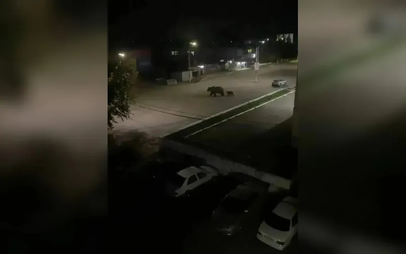 Соцсети: медведей заметили в Заринске