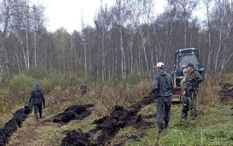 Более 80 тысяч деревьев посадили в Залесовском лесничестве 