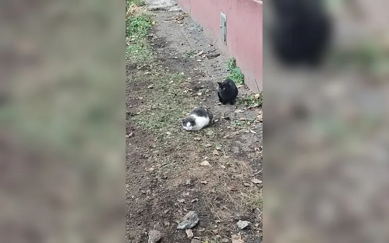 Кота выбросили из окна восьмого этажа в Барнауле