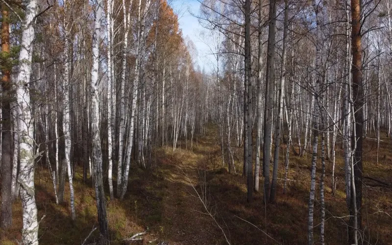 В Алтайском крае решают, как защитить людей от медведей