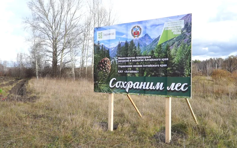 В Алтайском крае в рамках акции «Сохраним лес» высадили более 600 тысяч молодых деревьев